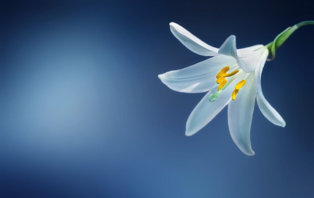 flower, lily, lilium candidum, madonna lily, flower wallpaper, lilium, white lily, nature, white, beautiful, beautiful flowers, bloom, blooming, blossom, blue, botanical, botany, flower background, color, colored, decorative, flora, floral, petals, plant, season, spring, summer, blue spring, blue flower, blue beauty, blue summer, blue plant, blue color, blue plants